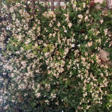 Lägenhet Muses Sami (Kefalonia)