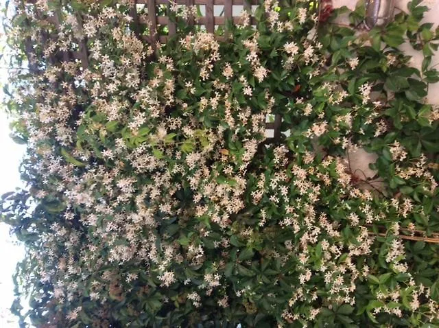 Lejlighed Muses Sami (Kefalonia)